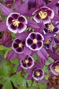 Aquilegia Columbine 2.jpg