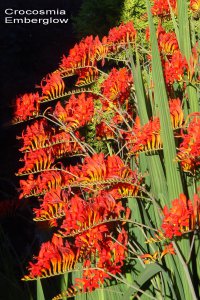 Crocosmia_99.jpg