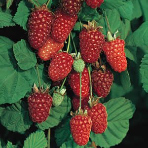 Loganberries-01.jpg