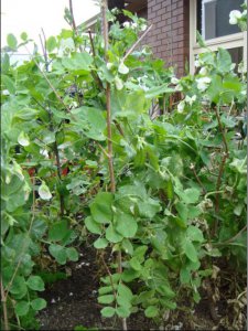 snow peas.1.JPG