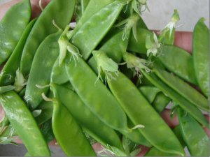 snow peas.4.JPG