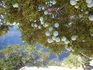 Juniperus_osteosperma.jpg