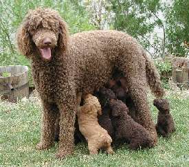 Poodle-Standard.jpg