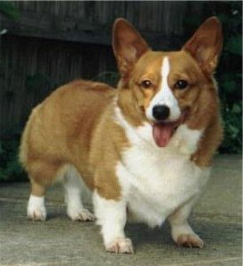 CORGI.jpg