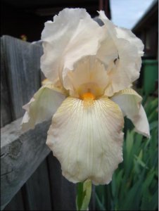 bearded iris.5.JPG