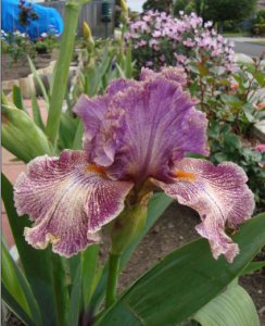 bearded iris.8.JPG