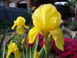 bearded iris.9.JPG