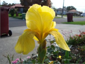 bearded iris.10.JPG