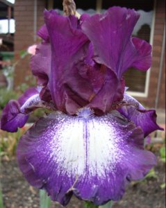 bearded iris.16.JPG