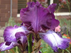 bearded iris.17.JPG