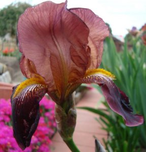 bearded iris.19.JPG