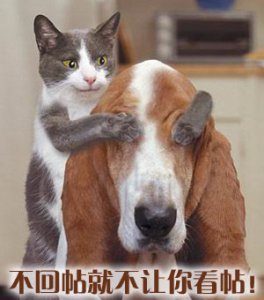 猫狗.jpg