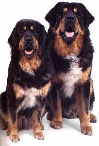 藏獒 TIBETAN MASTIFF.jpg