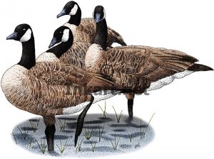 canada_geese.jpg