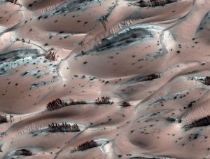 trees-on-mars_1558154i.jpg