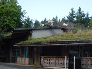 Coombs 羊上树, 236.JPG