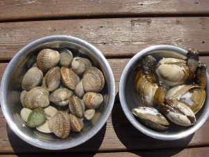 Nanoose Bay,Shellfish,637.JPG