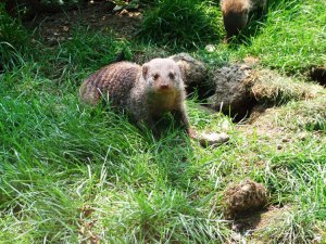 BeijingZoo_b_DSCF1938.jpg