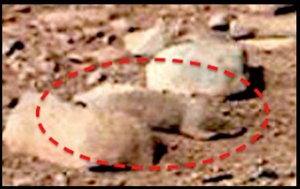 UFO, UFOs, sighting, sightings, rat, rodent, squirrel, curiosity, rover, nasa, top secret[1].png