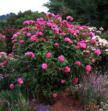 shrub rose.jpg