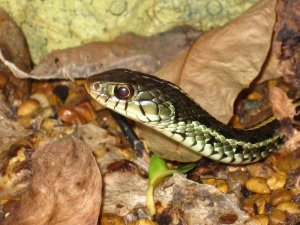 800px-Thamnophis_sirtalis_sirtalis_Florida_specimen.jpg