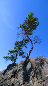 tree closeup.jpg