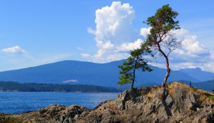 tree on rock.jpg