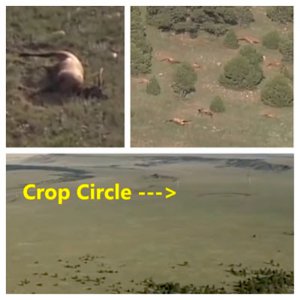 sightings, sighting, news, elk, die, off, new mexico, crop circle, alien, aliens, ET, space, nas.jpg