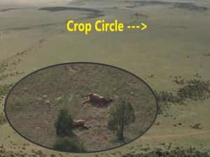 crop circle mexico mystery dead elk 2013[1].jpg