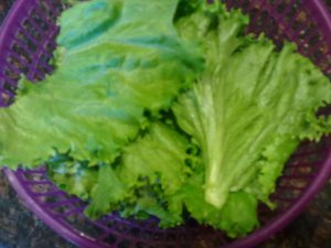 Green leaf lettuce.jpg