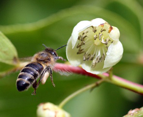 Honey-bee-approach-to-kiwi-flower-_-honeybeesuite.jpg