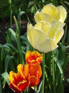 tulipa.jpg