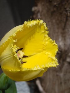 tulip.1.jpg