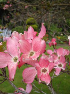 dogwood5.jpg