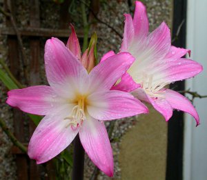 belladonna lily - pink with white throat.jpg