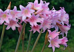 belladonna lily - pink.01.jpg