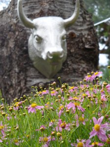 coreopsis.jpg