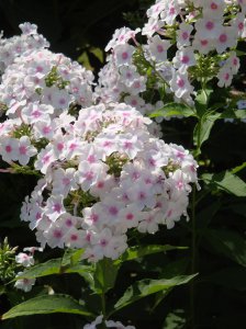 SUMMERPHLOX.jpg