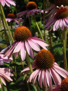 echinacea.jpg