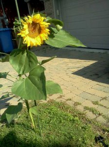Ying's Sunflower.jpg