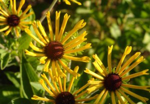 Rudbeckia 'Little Henry' II.jpg