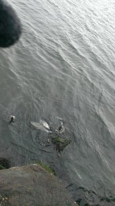 Bouctouche bay_Bass.jpg