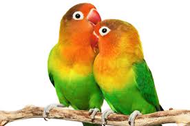 lovebird.jpg