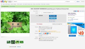 1000 Mugwort Wormwood Seeds Easy Grow Traditional.jpg