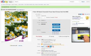 1 Pack 100 Seeds Chamomile Flower Seed Chinese Her.jpg