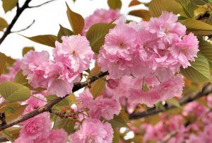 全部尺寸   関山桜 (關山櫻)   Flickr - 相片分享！.jpg
