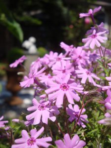 phlox pink.jpg