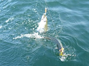 fishing mackerel 2.jpg