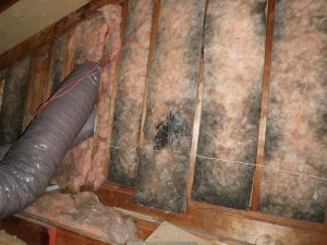 mold-and-mildew-damage-to-insulation.jpg