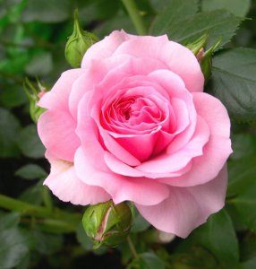 name_your_own_pink_rose_full.jpg
